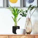 Palma Areka (Areca Dypsis) 30cm