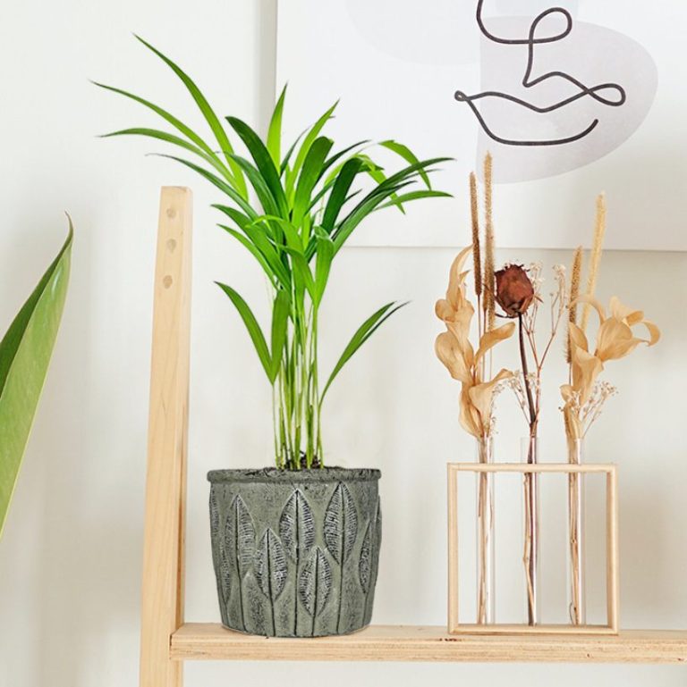 Palma Areka (Areca Dypsis) 30cm