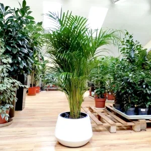 Palma Areka (Areca Dypsis) 140cm