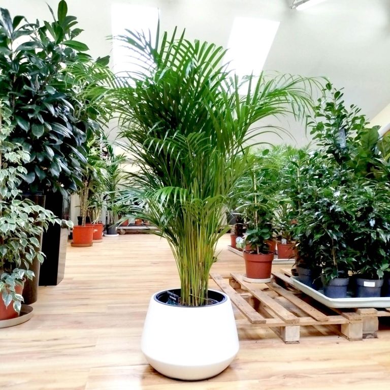 Palma Areka (Areca Dypsis) 140cm