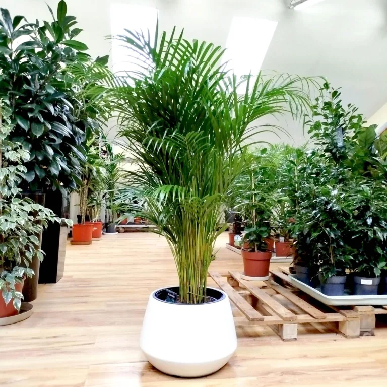Palma Areka (Areca Dypsis) 140cm