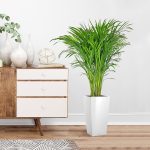 Palma Areka (Areca Dypsis) 110cm