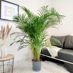 Palma Areka (Areca Dypsis) 150cm