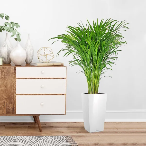 Palma Areka (Areca Dypsis) 110cm