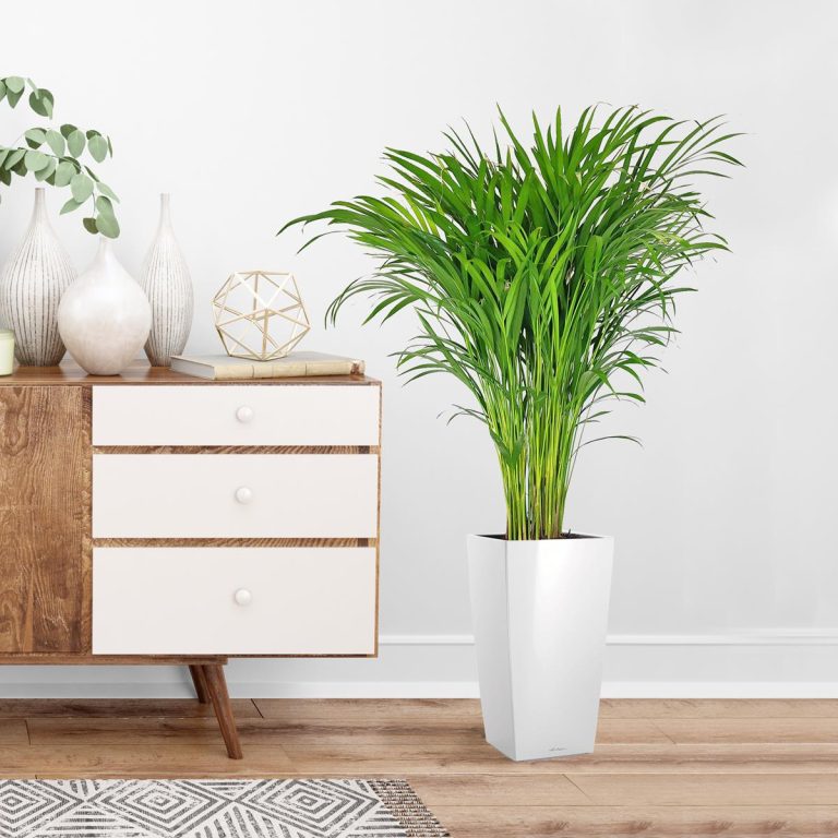 Palma Areka (Areca Dypsis) 110cm