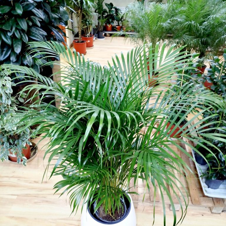 Palma Areka (Areca Dypsis) 140cm