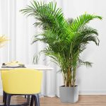 Palma Areka (Areca Dypsis) 110cm