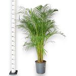 Palma Areka (Areca Dypsis) 150cm