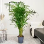 Palma Areka (Areca Dypsis) 140cm