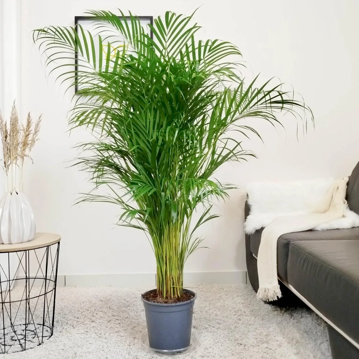 Palma Areka (Areca Dypsis) 140cm