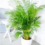 Palma Areka (Areca Dypsis) 110cm