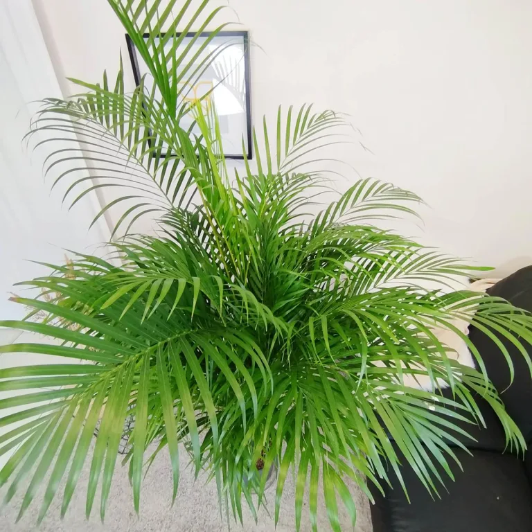 Palma Areka (Areca Dypsis) 180cm