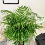 Palma Areka (Areca Dypsis) 140cm
