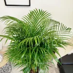 Palma Areka (Areca Dypsis) 140cm