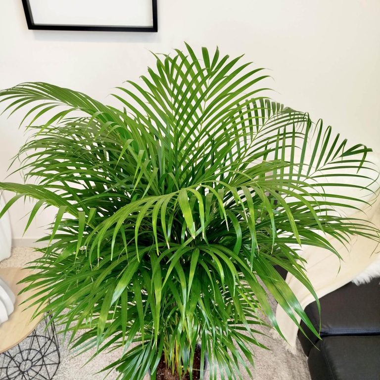 Palma Areka (Areca Dypsis) 140cm