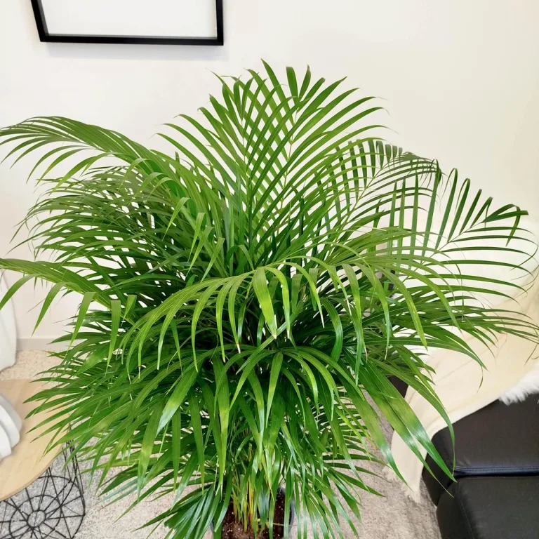 Palma Areka (Areca Dypsis) 140cm