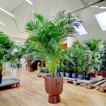 Palma Areka (Areca Dypsis) 150cm