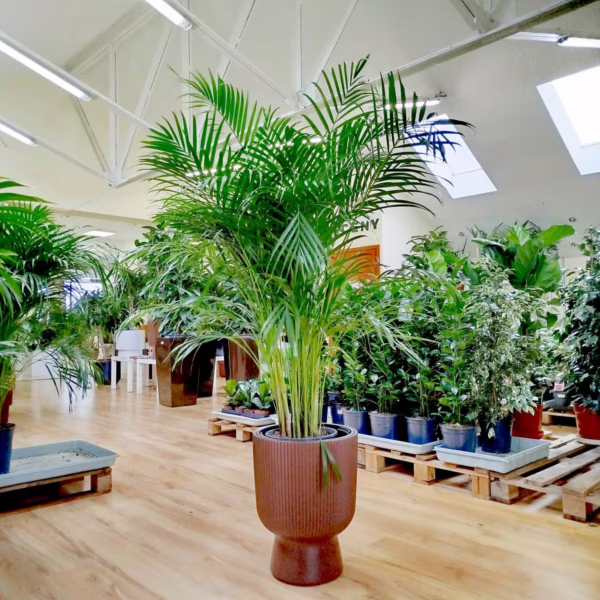 Palma Areka (Areca Dypsis) 145-150cm