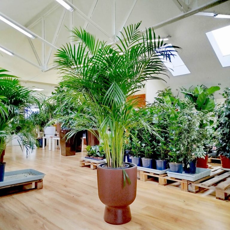 Palma Areka (Areca Dypsis) 150cm