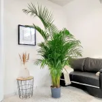 Palma Areka (Areca Dypsis) 180cm