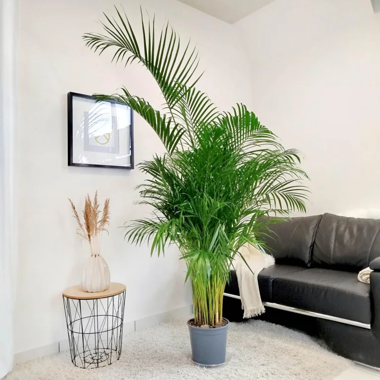 Palma Areka (Areca Dypsis) 180cm