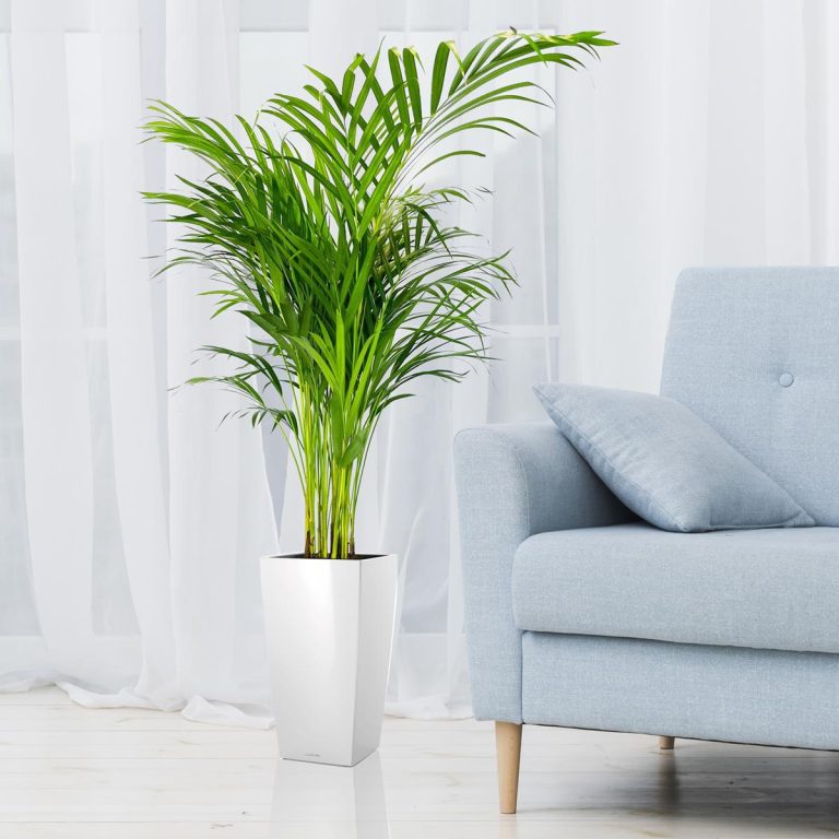 Palma Areka (Areca Dypsis) 110cm