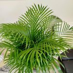 Palma Areka (Areca Dypsis) 140cm