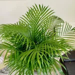 Palma Areka (Areca Dypsis) 140cm