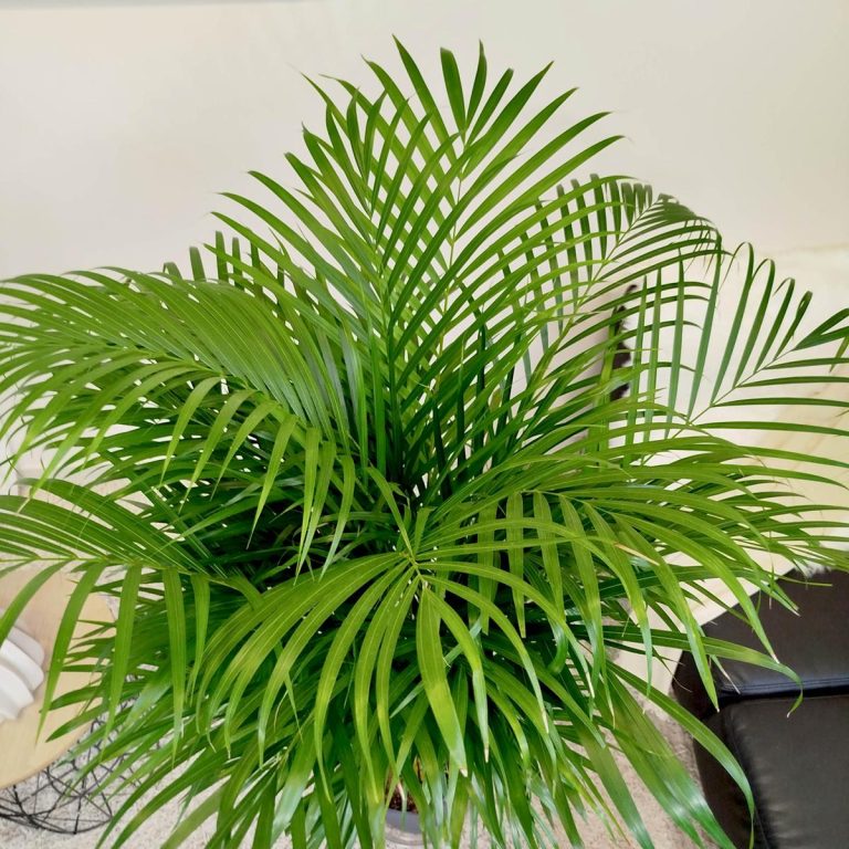 Palma Areka (Areca Dypsis) 140cm