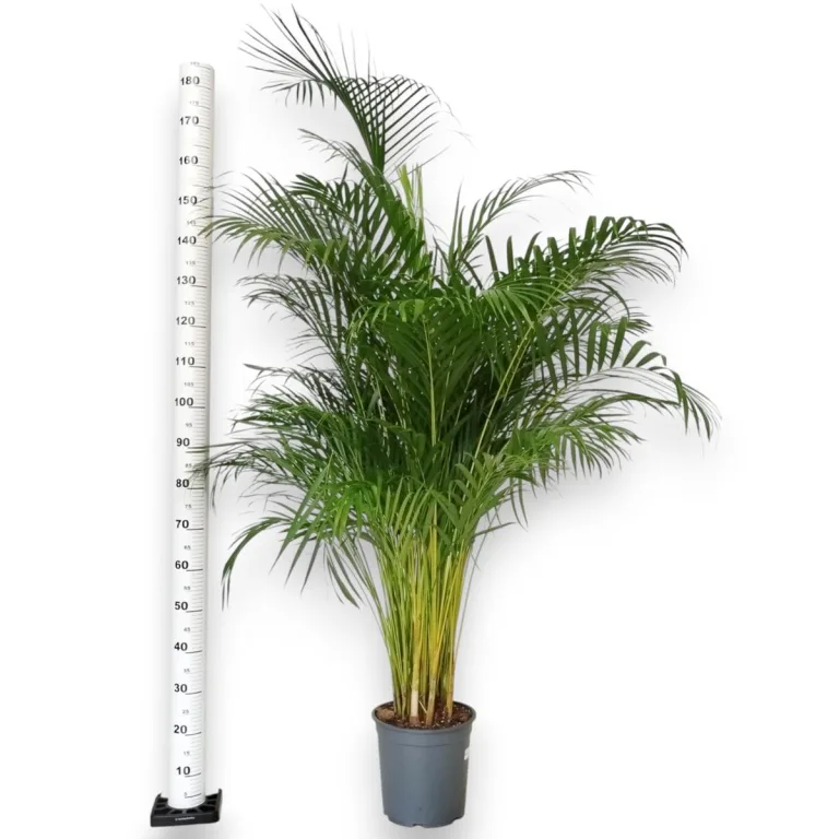Palma Areka (Areca Dypsis) 180cm