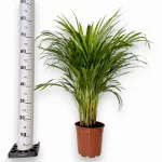 Palma Areka (Areca Dypsis) 80cm