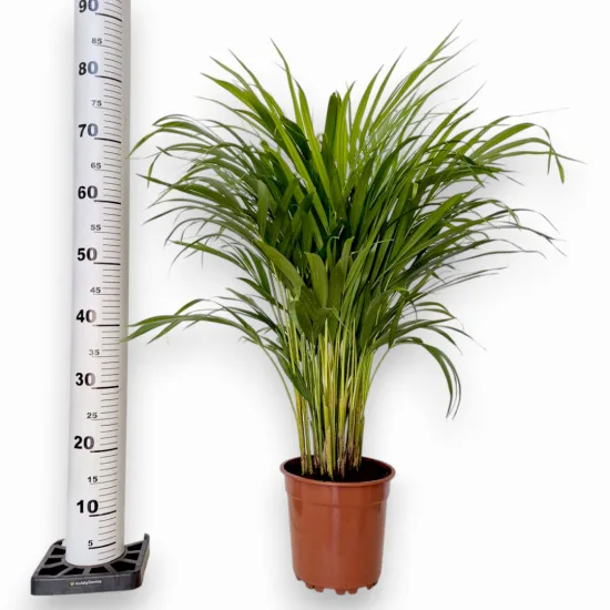 Palma Areka (Areca Dypsis) 80cm