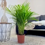 Palma Areka (Areca Dypsis) 80cm