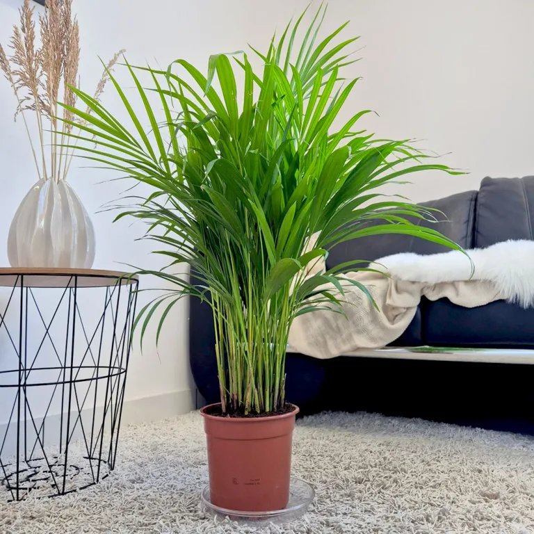 Palma Areka (Areca Dypsis) 80cm