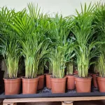 Palma Areka (Areca Dypsis) 80cm