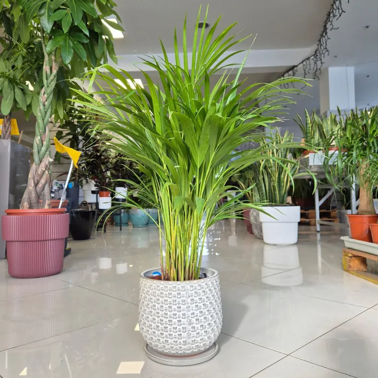 Palma Areka (Areca Dypsis) 80cm