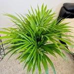 Palma Areka (Areca Dypsis) 80cm