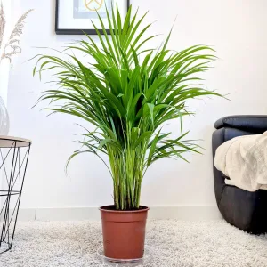 Palma Areka (Areca Dypsis) 80cm