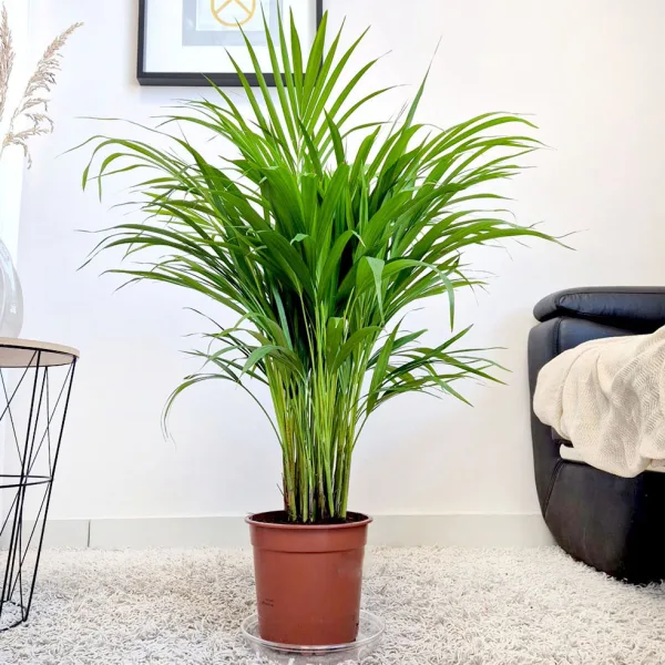 Palma Areka (Areca Dypsis) 80cm