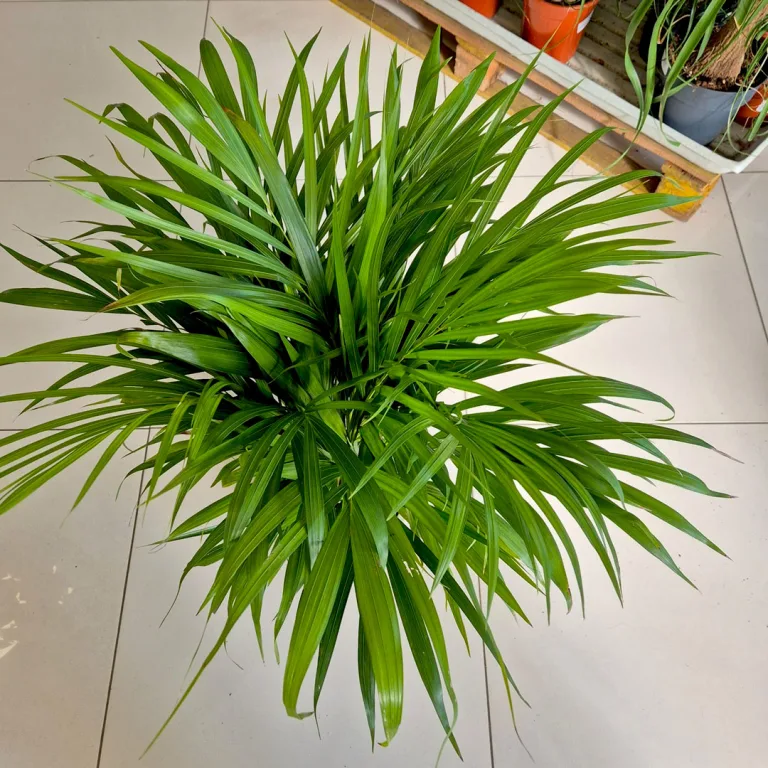 Palma Areka (Areca Dypsis) 80cm