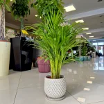 Palma Areka (Areca Dypsis) 80cm