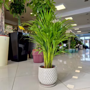 Palma Areka (Areca Dypsis) 80-85cm
