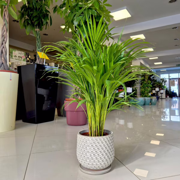 Palma Areka (Areca Dypsis) 80-85cm