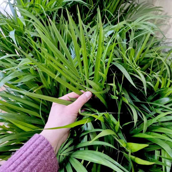 Palma Areka (Areca Dypsis) 80cm