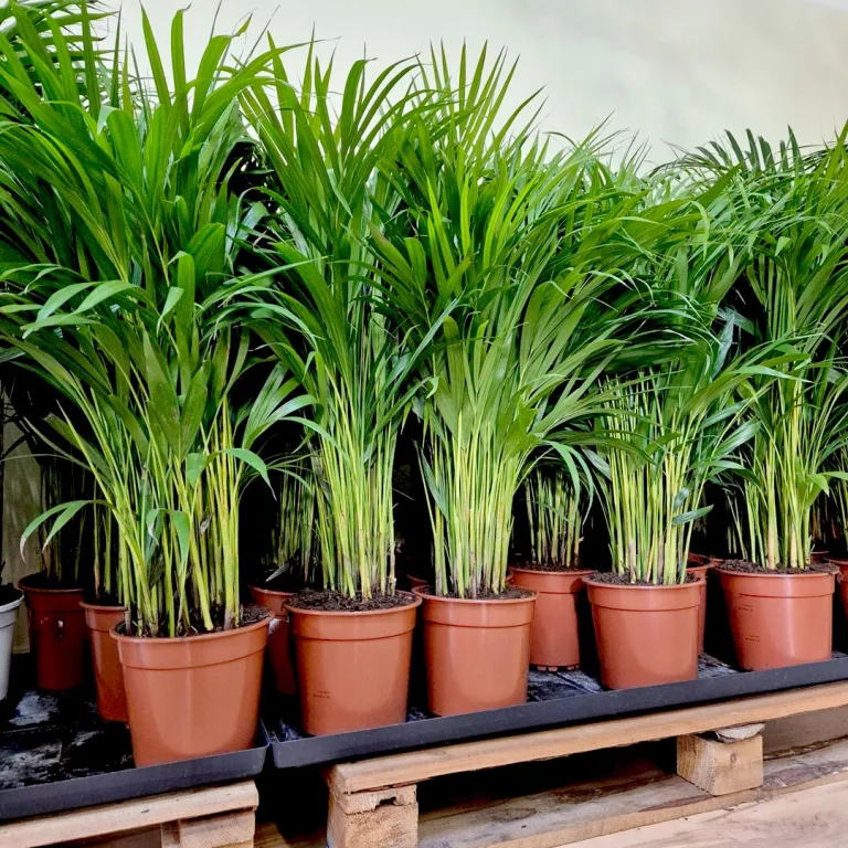 Palma Areka (Areca Dypsis) 80cm