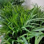 Palma Areka (Areca Dypsis) 80cm