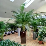 Palma Areka (Areca Dypsis) 180cm