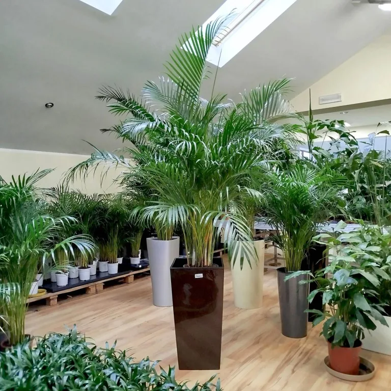 Palma Areka (Areca Dypsis) 180cm