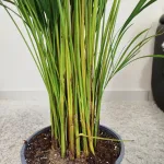 Palma Areka (Areca Dypsis) 140cm