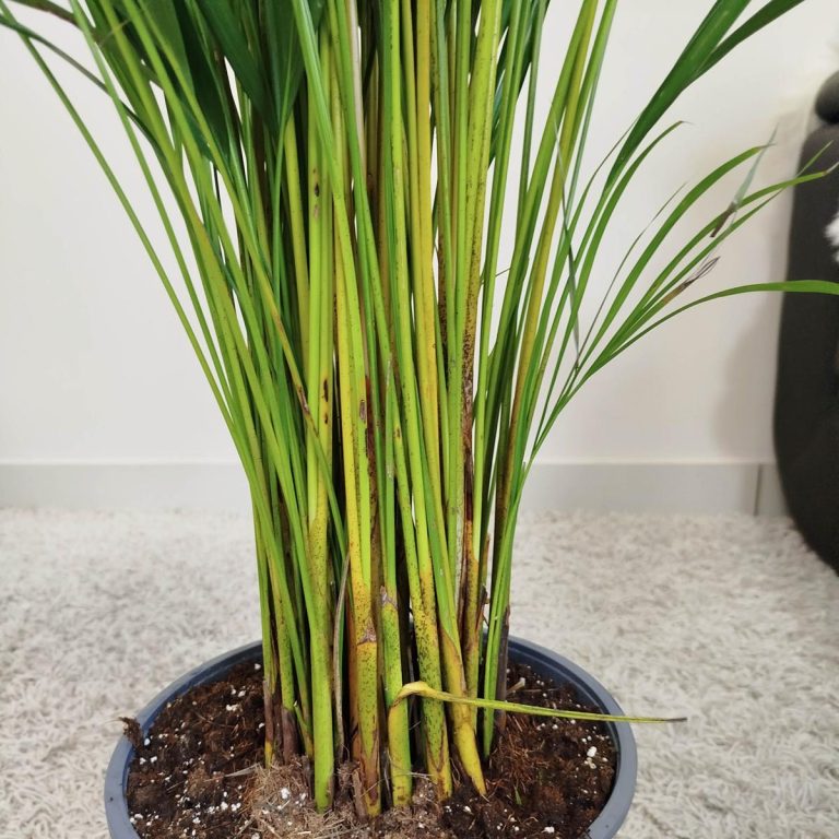 Palma Areka (Areca Dypsis) 140cm